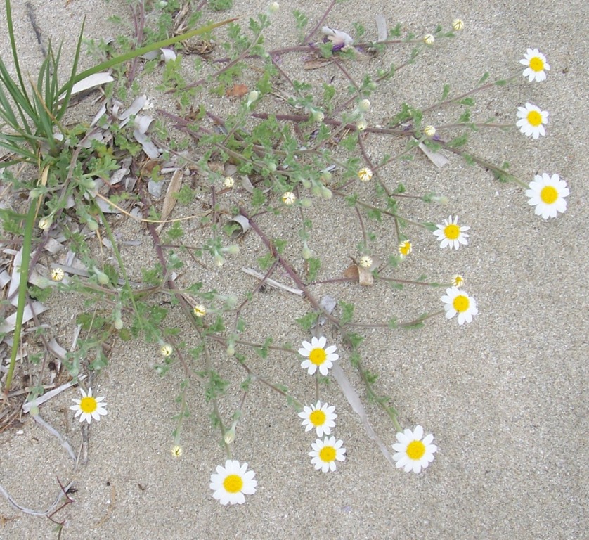 Identification 2 - Anthemis sp.