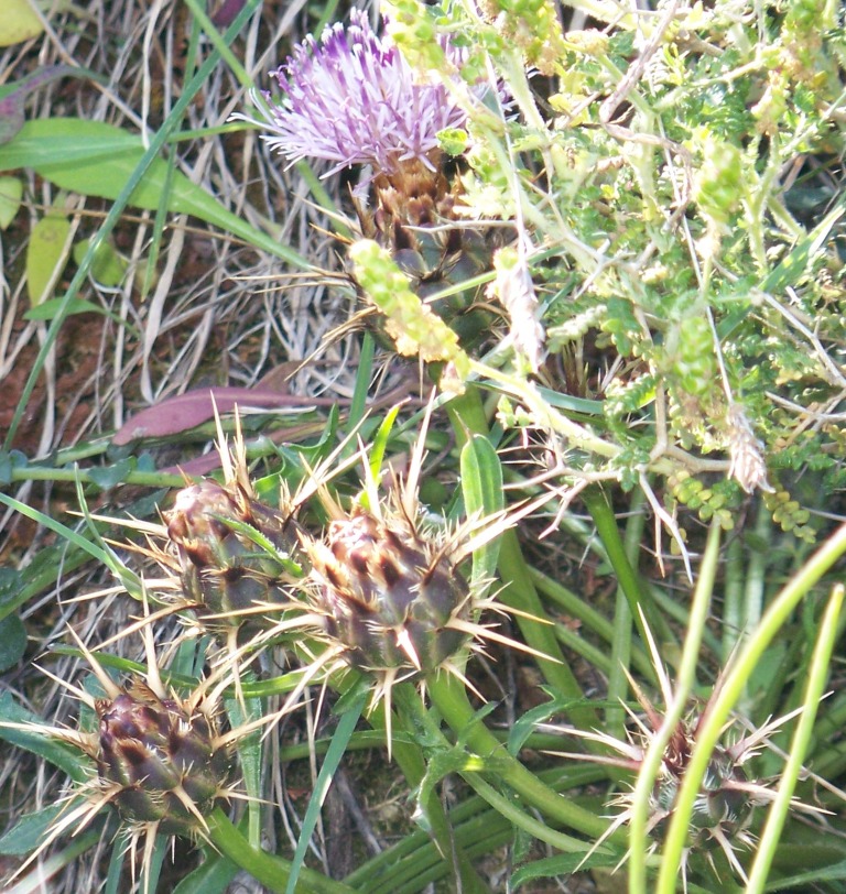 Identification