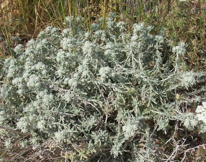 Grey plant - Teucrium capitatum
