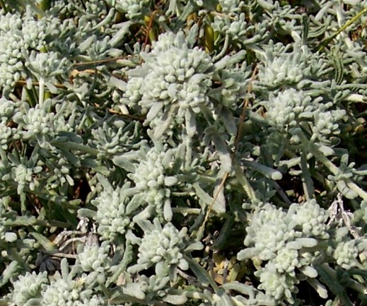 Grey plant - Teucrium capitatum