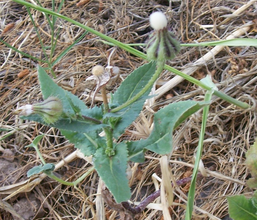Same species? Urospermum picroides
