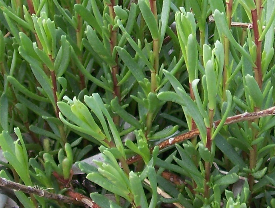 Marsh plant
