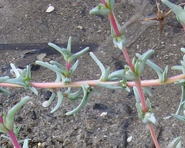 Salsola soda