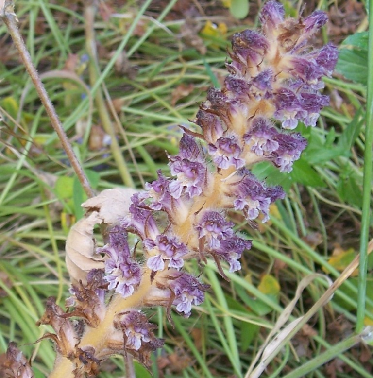 Orobanche pubescens