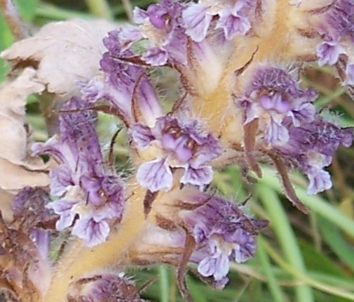 Orobanche pubescens