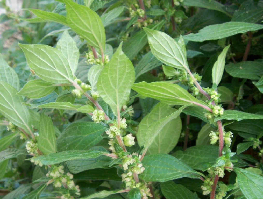 Tiny flowers - Parietaria judaica
