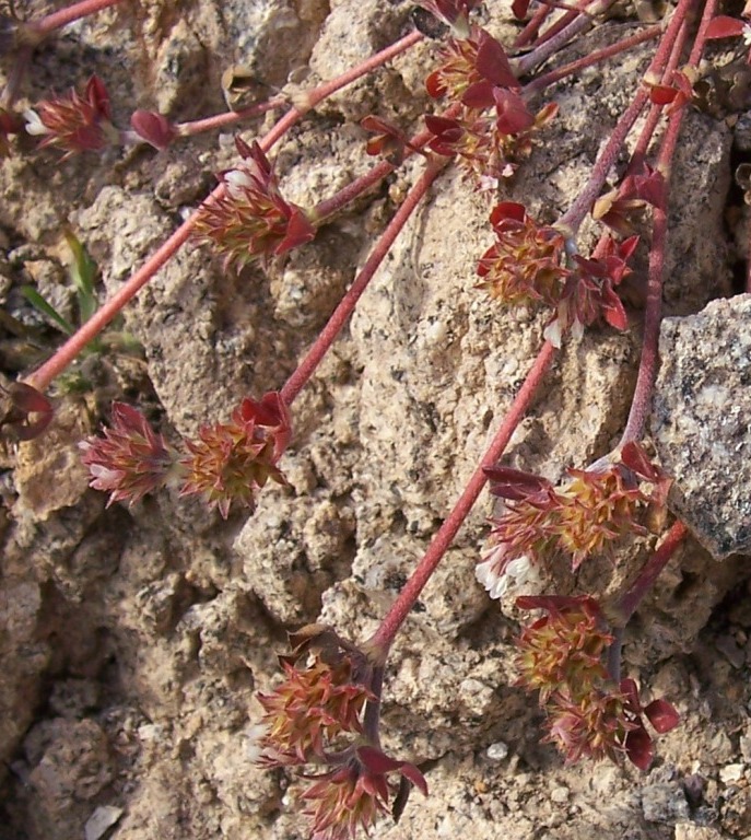 Small red plant - Trifolium scabrum