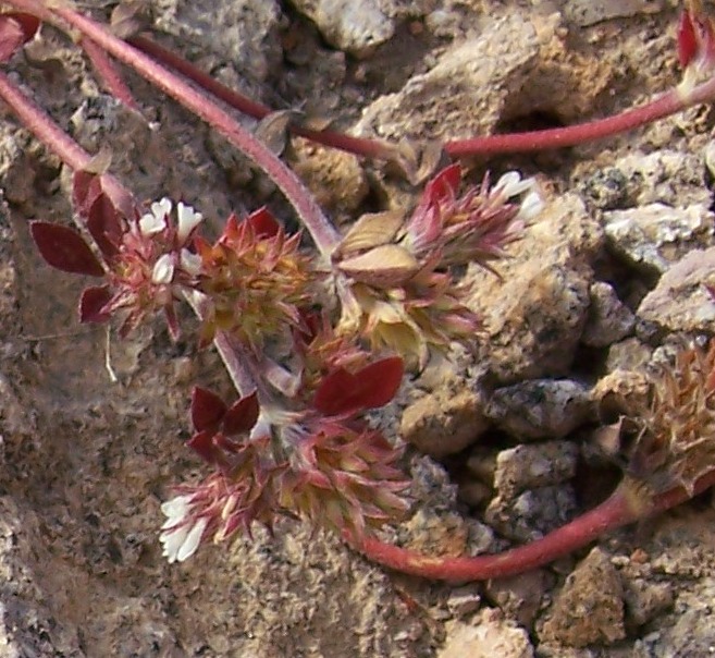 Small red plant - Trifolium scabrum