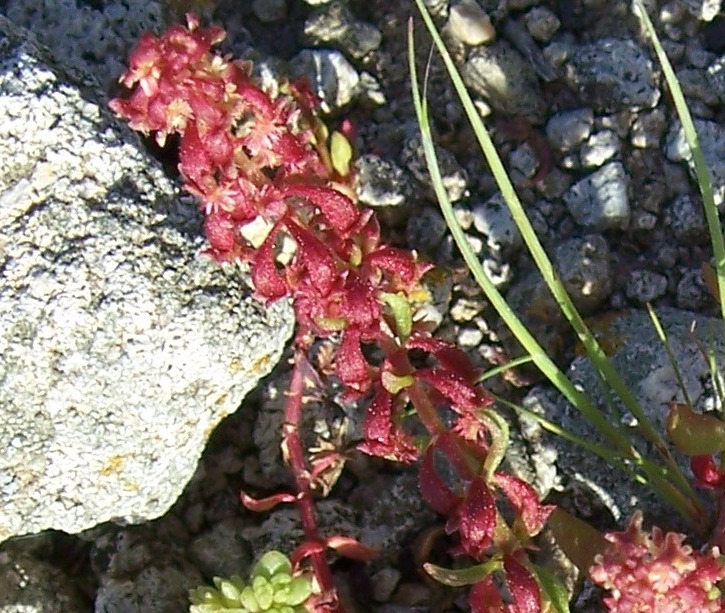 Identification