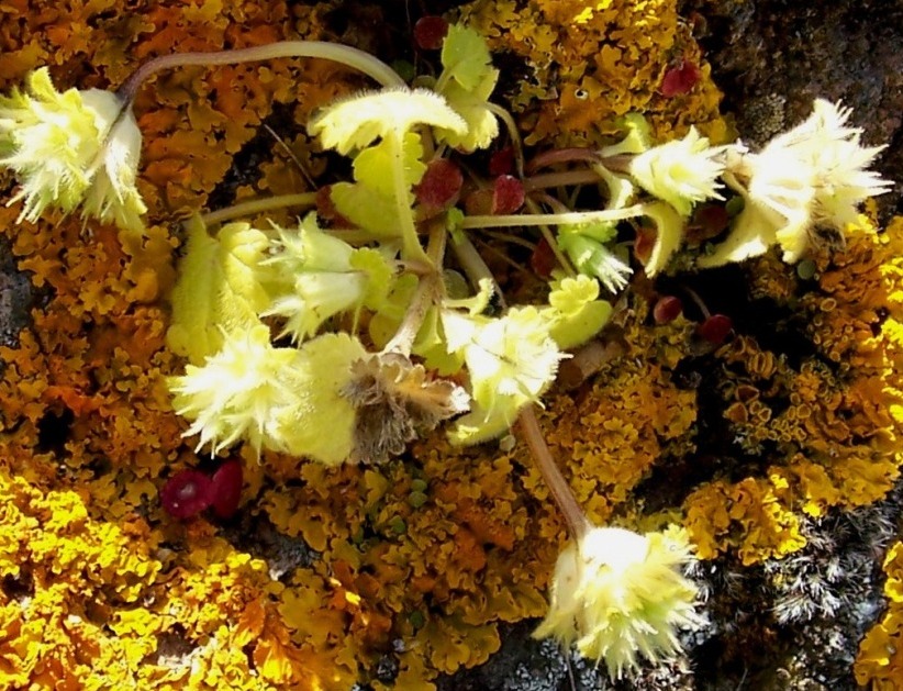 Small rock plant - Lamium amplexicaule