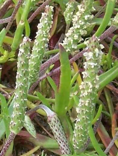 Identification