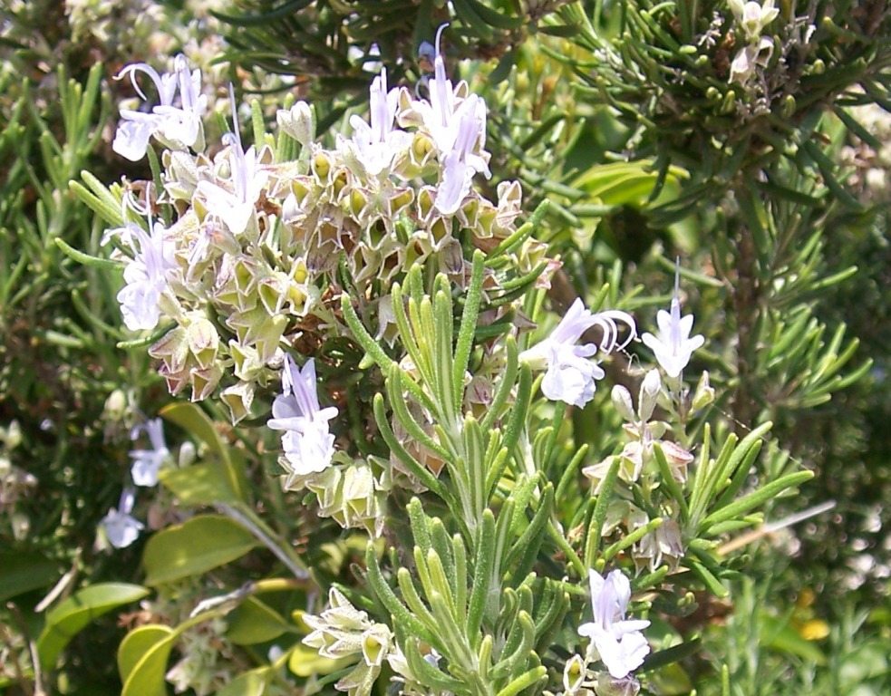 Lamiaceae Family? Rosmerinus officinalis
