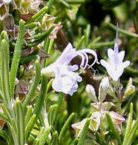 Lamiaceae Family? Rosmerinus officinalis