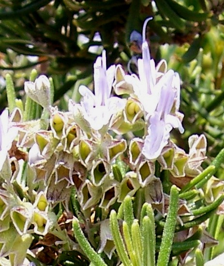 Lamiaceae Family? Rosmerinus officinalis