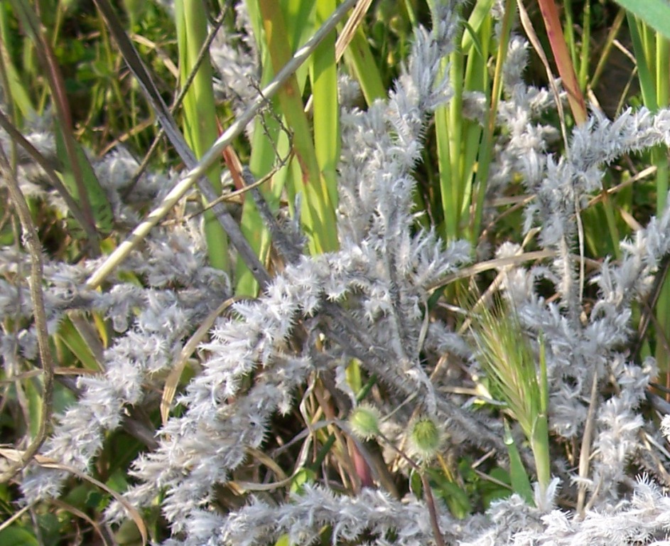 Identification
