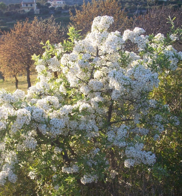 Identification 3 - Pyrus spinosa