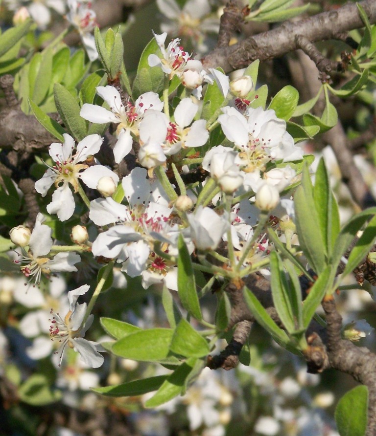 Identification 3 - Pyrus spinosa