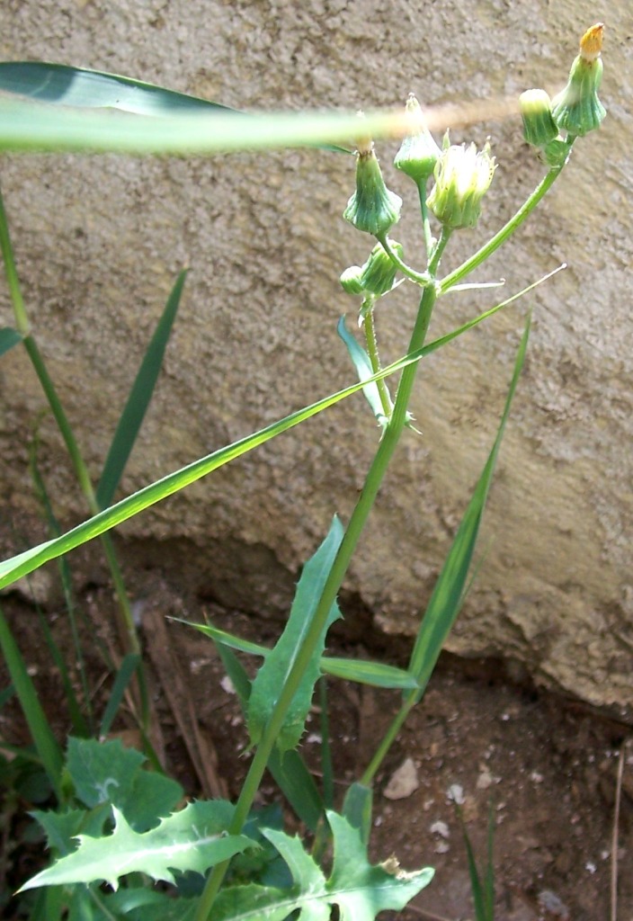 Sonchus oleraceus