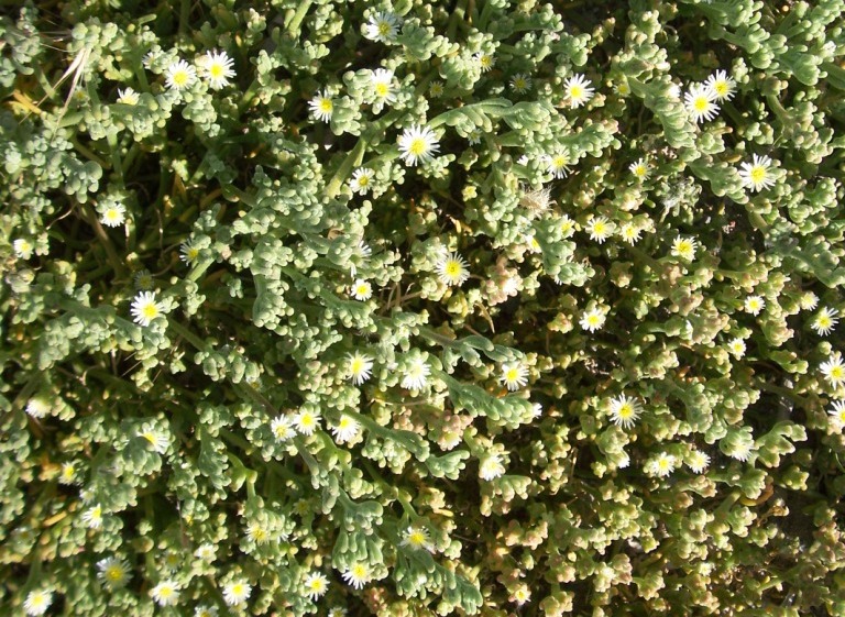 Mesembryanthemum nodiflorum / Erba cristallina stretta