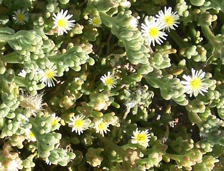 Mesembryanthemum nodiflorum / Erba cristallina stretta