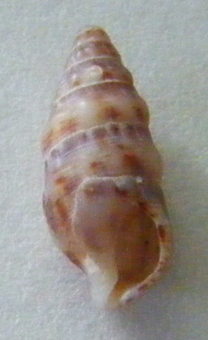 Cerithium?