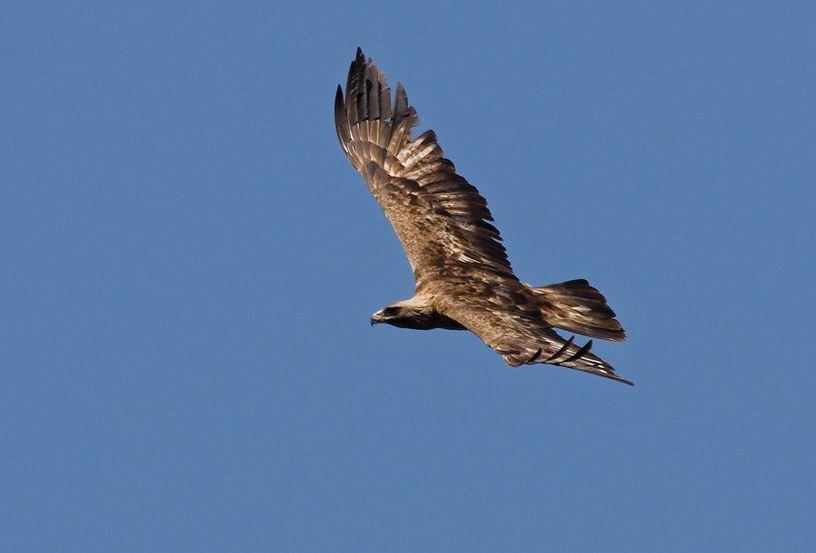 Aquila Reale