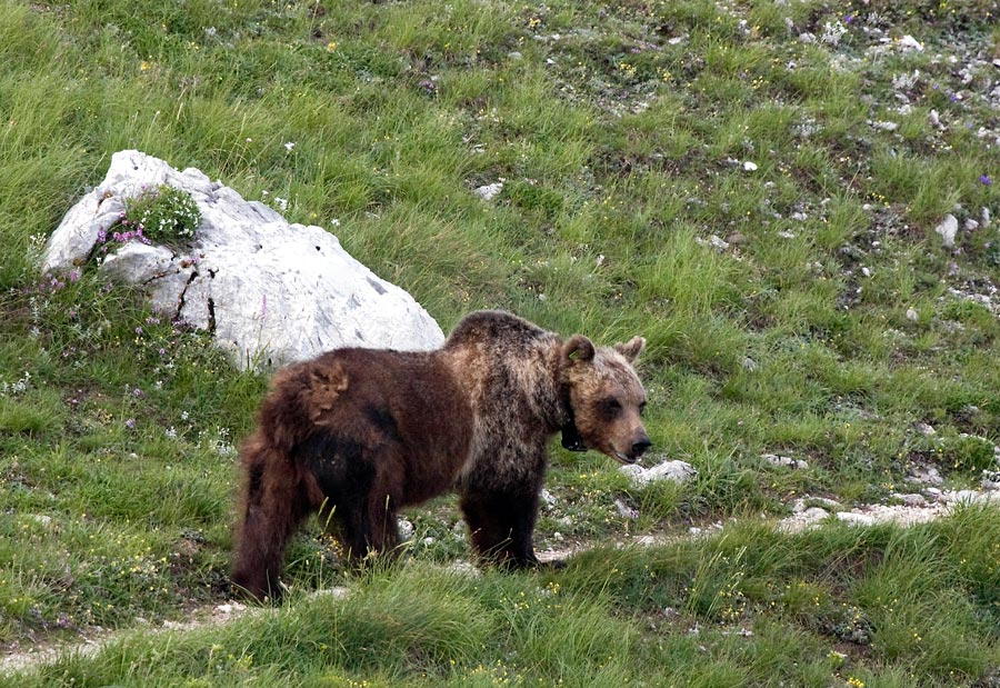 Orso marsicano