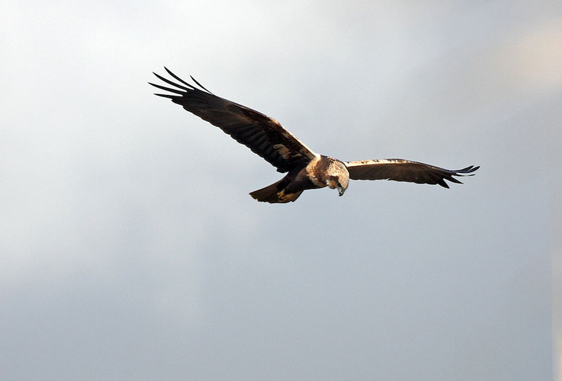FALCO di Palude