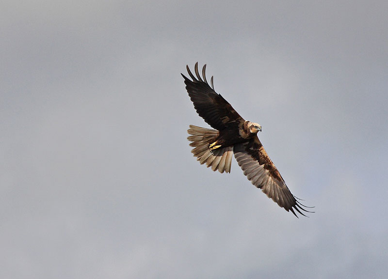 FALCO di Palude