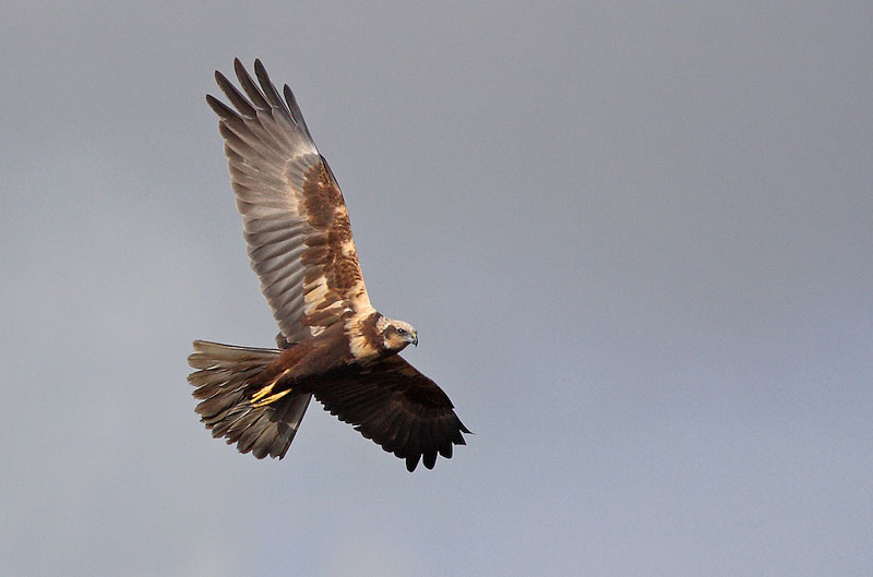 FALCO di Palude