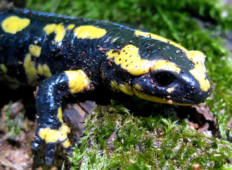 Salamandra Salamandra del Belgio.