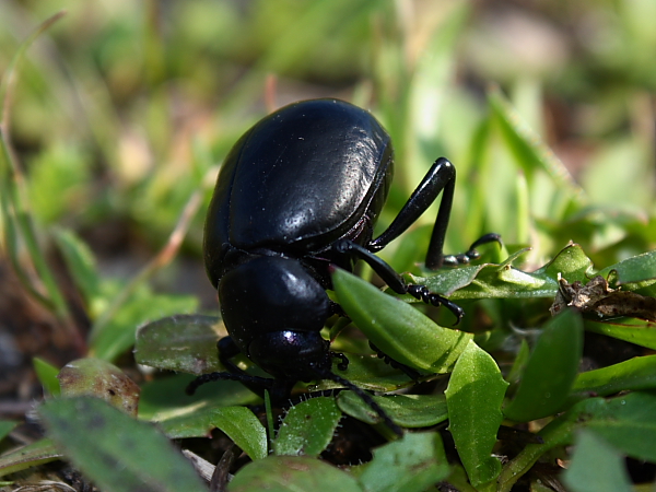 Coleottero da determinare: Timarcha pimelioides