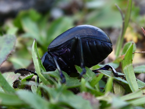 Coleottero da determinare: Timarcha pimelioides