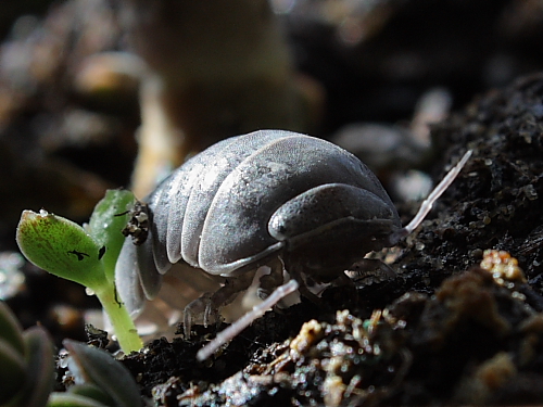 Armadillidium vulgare