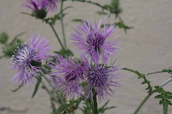 Galactites elegans