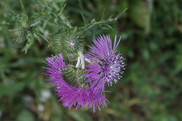 Galactites elegans