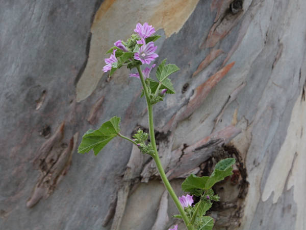 Malva multiflora / Malvone di Creta