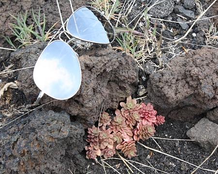 Succulenta da determinare - Sedum sp.