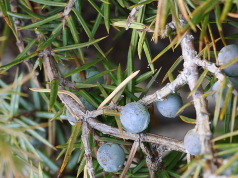 Juniperus communis / Ginepro comune