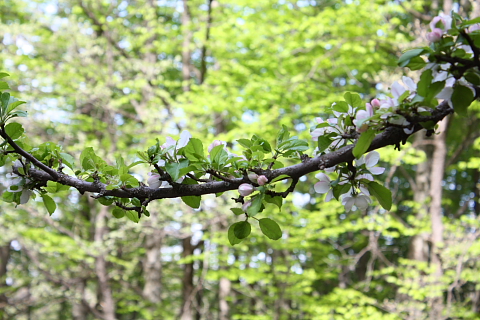 Malus sp.