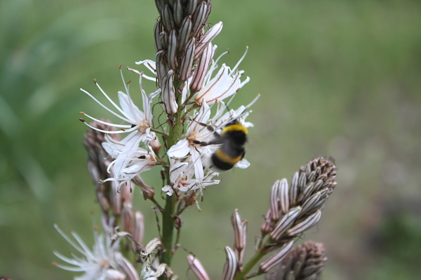 Asphodelus ramosus