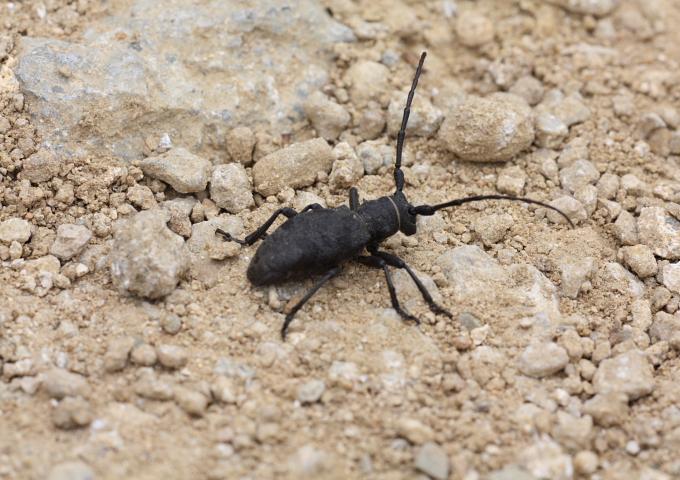 da identificare