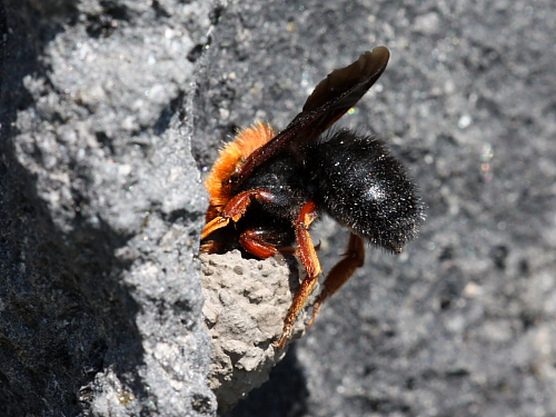 Chalicodoma sicula F (Apidae Megachilinae).