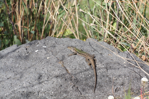 quale specie di lacerta? Podarcis sicula