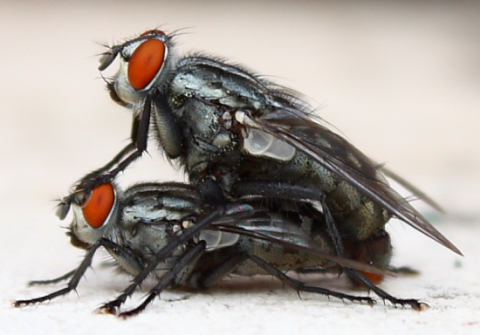 Sarcophaga sp. (Sarcophagidae)