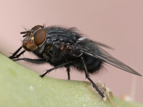 Calliphora vicina M (Calliphoridae)