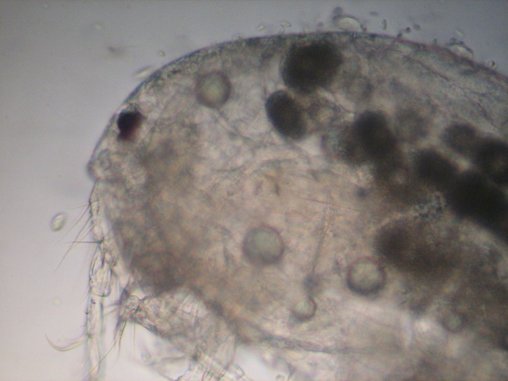 Copepode