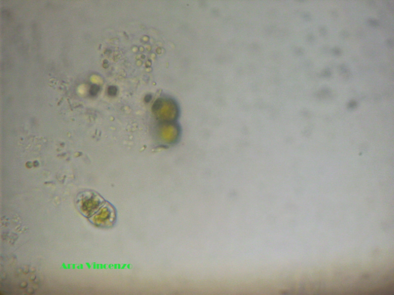 Cosmarium piramidatum?
