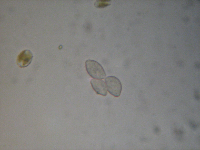 Spore?