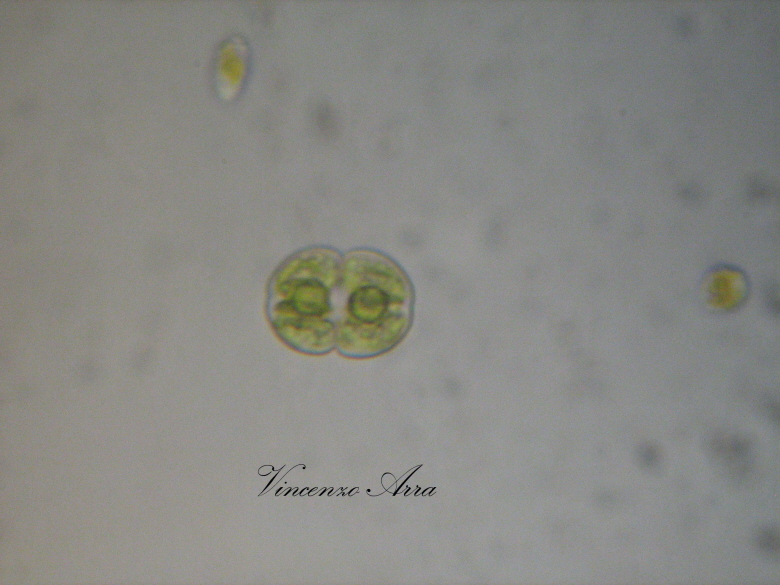 Mi sono superato...  Cosmarium sp.